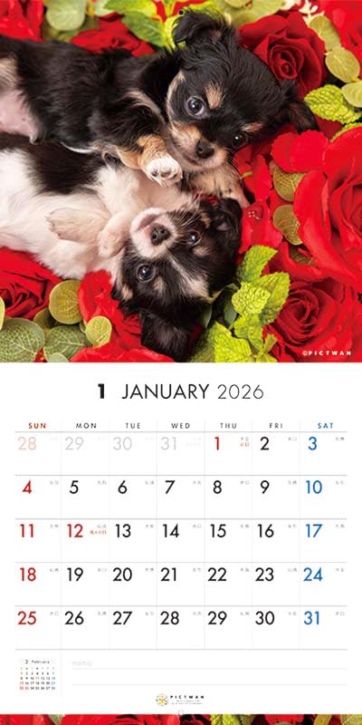 ちわわ様 Amazon | ［公式］PICTWANカレンダー2026 【S判】チワワ | カレンダー